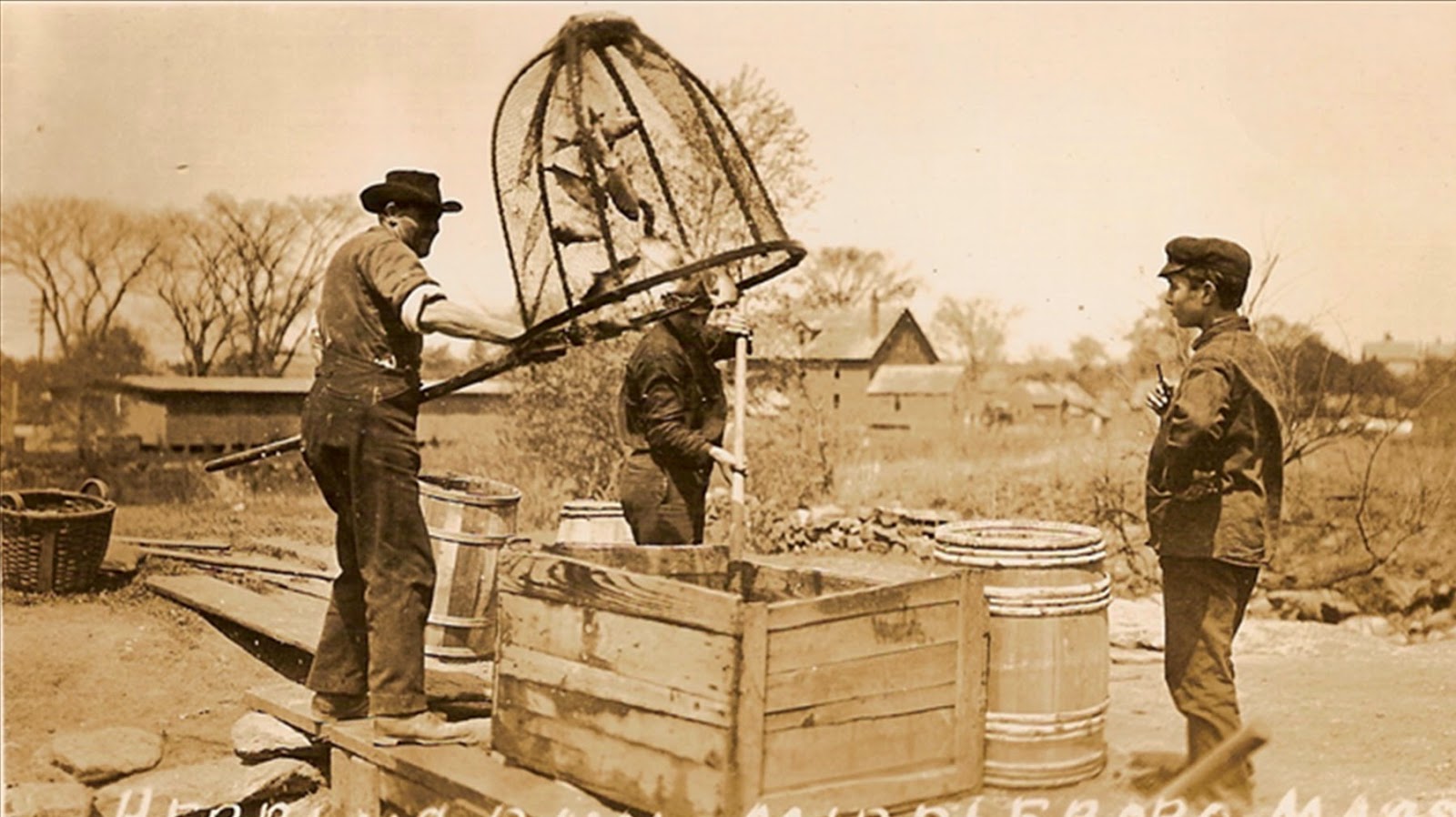 Recollecting Nemasket Star Mill Herring Harvest, 1910
