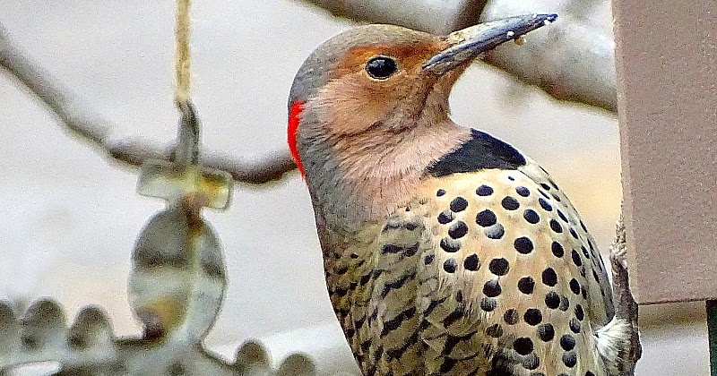 A Breath of Fresh Air: Woodpeckers and suet feeders