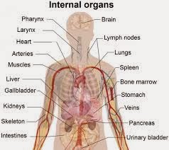 Kelenjar, Organ & Sistem Badan