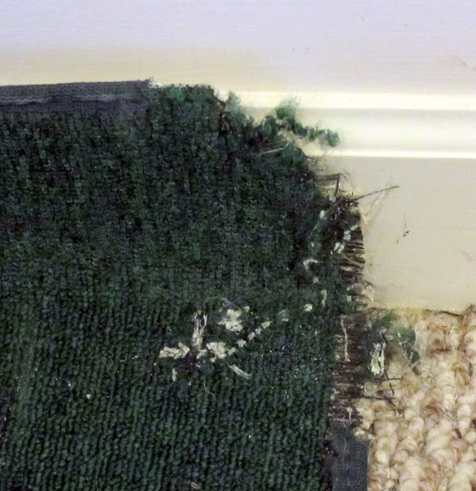 Rabbit Ramblings When bunnies chew carpet