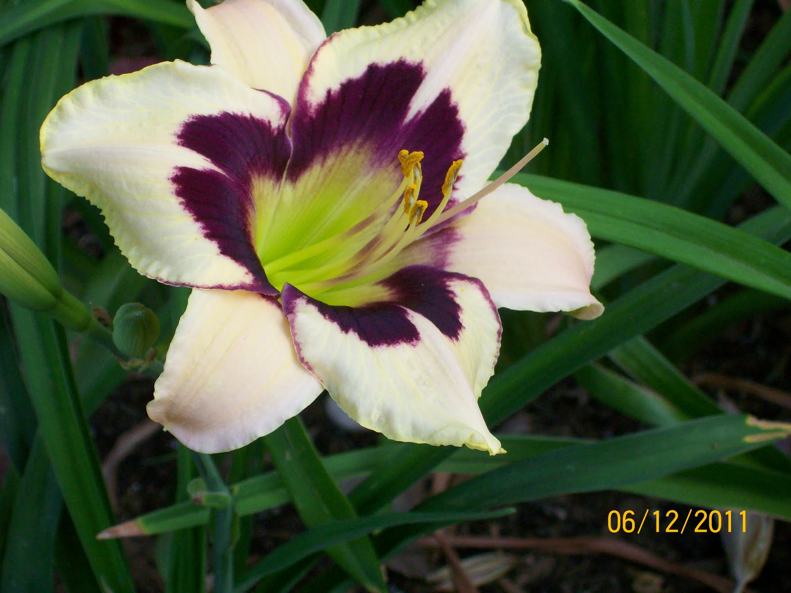 Amateur Gardener: Moonlit Masquerade Daylily