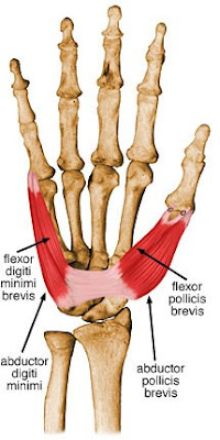 Mięsień prostownik krótki kciuka Anatomia dla każdego