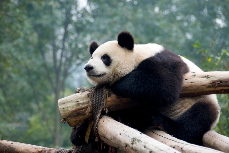 Happy Panda Happy Panda