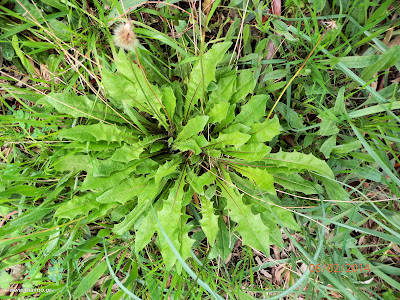 Πικροράδικα-Taraxacum sp.