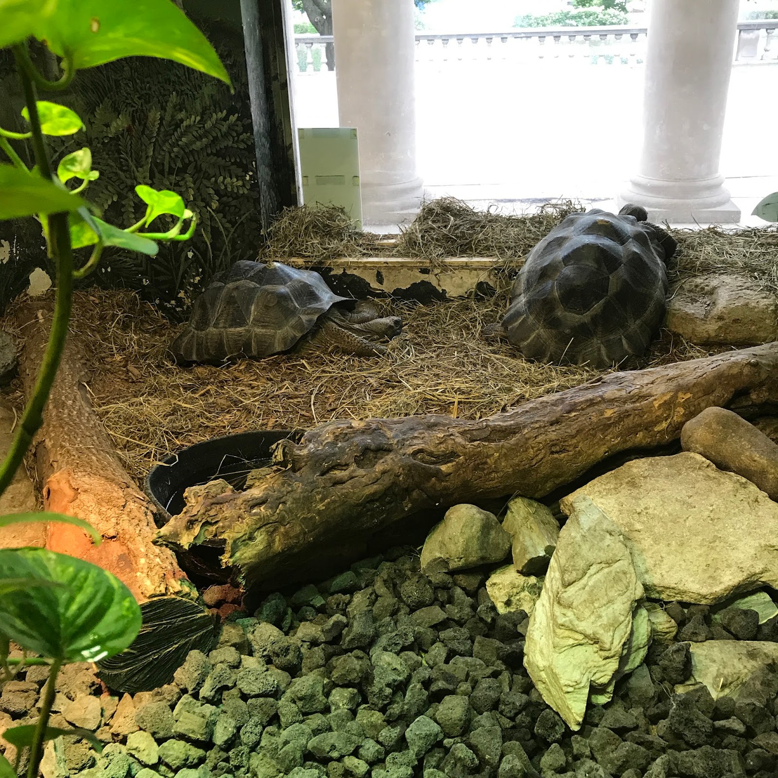 Pop's Chicago Tiki Room Reptiles at the Brookfield Zoo; Chicago, Illinois