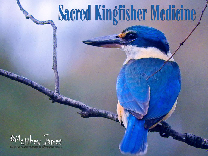 A Light In The Darkness Sacred Kingfisher Medicine