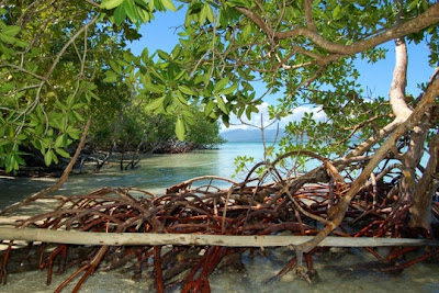 Paletuviers avec de grandes racines à l'embouchure d'un fleuve Mangrove situées dans une réserve naturelle du parc national de Guadeloupe