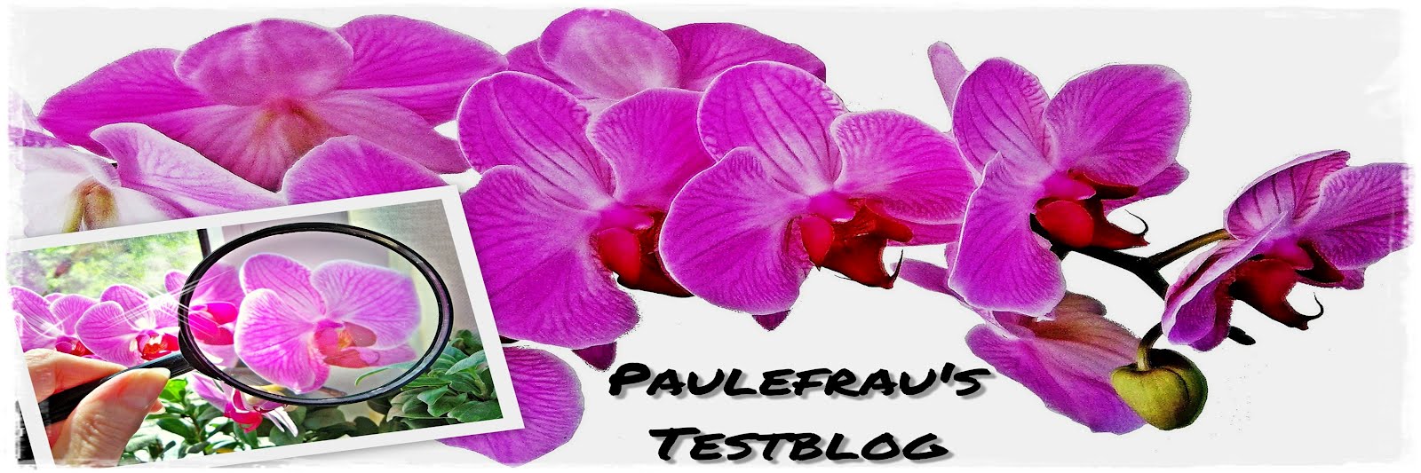 Paulefrau´s Testblog