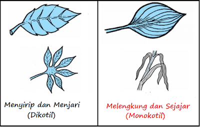Pengertian, Ciri Ciri dan Klasifikasi Kingdom Plantae (Tumbuhan) Ciri Ciri dan Klasifikasi Kingdom Plantae Pengertian, Ciri Ciri dan Klasifikasi Kingdom Plantae (Tumbuhan)