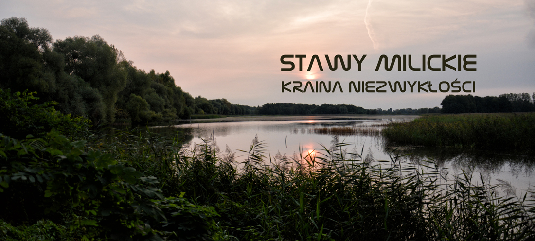 Dolina Baryczy i Stawy Milickie - co warto zobaczyć?