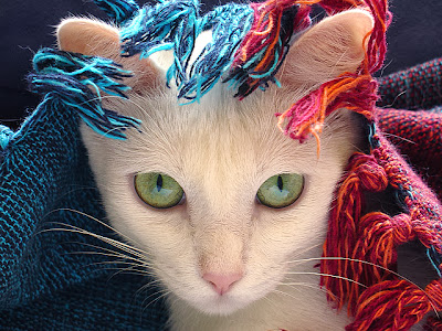 cat photography tutorial cat photography tutorial