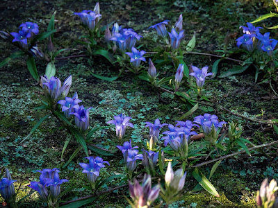 Rindo (gentian) flowers: Kaizo-ji