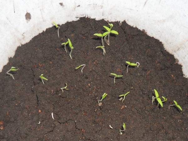 помидор черри проросток. пророщенная рассада помидор черри. посев проросших семян томатов. сколько всходят помидоры из семян. всход семян перца.