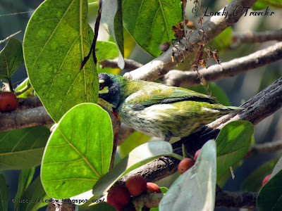 Coppersmith barbet - Megalaima haemacephala