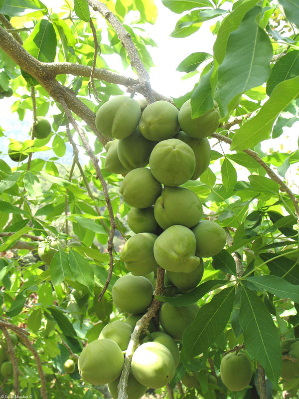 UN PARAÍSO EN CASA CULTIVO DEL ZAPOTE BLANCO