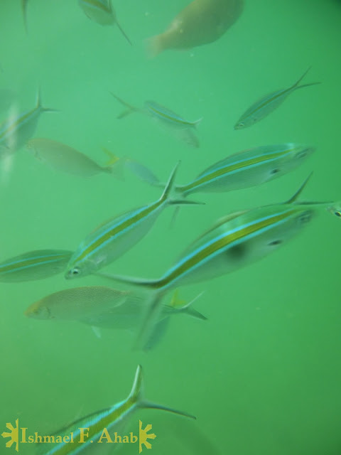 Fishes in Honda Bay