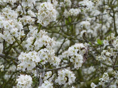 Plum tree in full bloom close up 31 Mar 2012