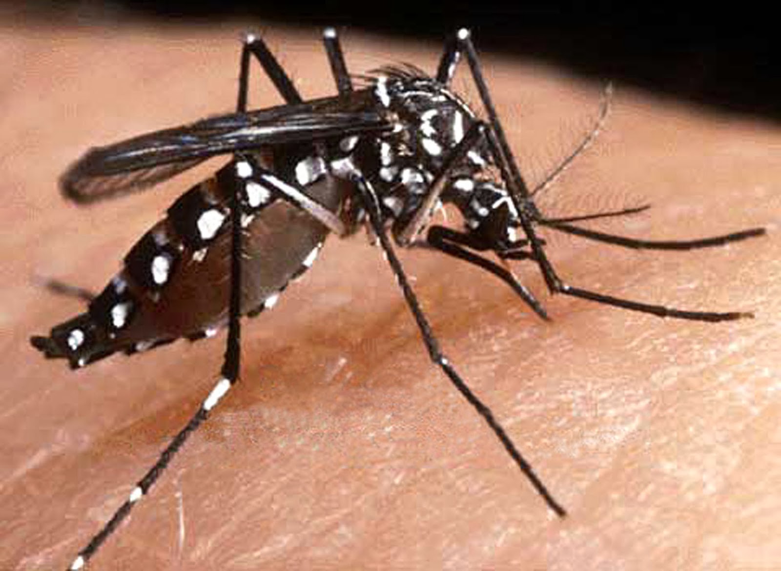 Duracion De Vida De Un Mosquito