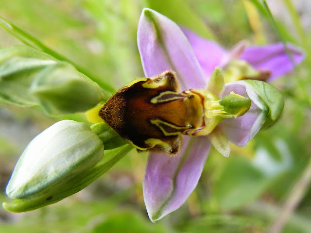 Bee Orchid Ophrys apifera var curviflora. Indre et Loire. Photo by Susan Walter.