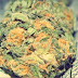 Americans Spent $53.3 Billion On Weed Last Year (Most Of It Illegally)