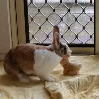 A side view of Max, the tri-colour Dutch bunny. He is facing to the right. His right side has an orange rump with a black 'tiger' stripe, his shoulder and right front paw are white, his face is black and orange with a white blaze on his forehead and a white muzzle.  In front of him is a small plush toy rabbit, the same orange colour but half Max's size, facing him. They are sitting indoors by a mesh sliding screen door, looking outside where it is raining.