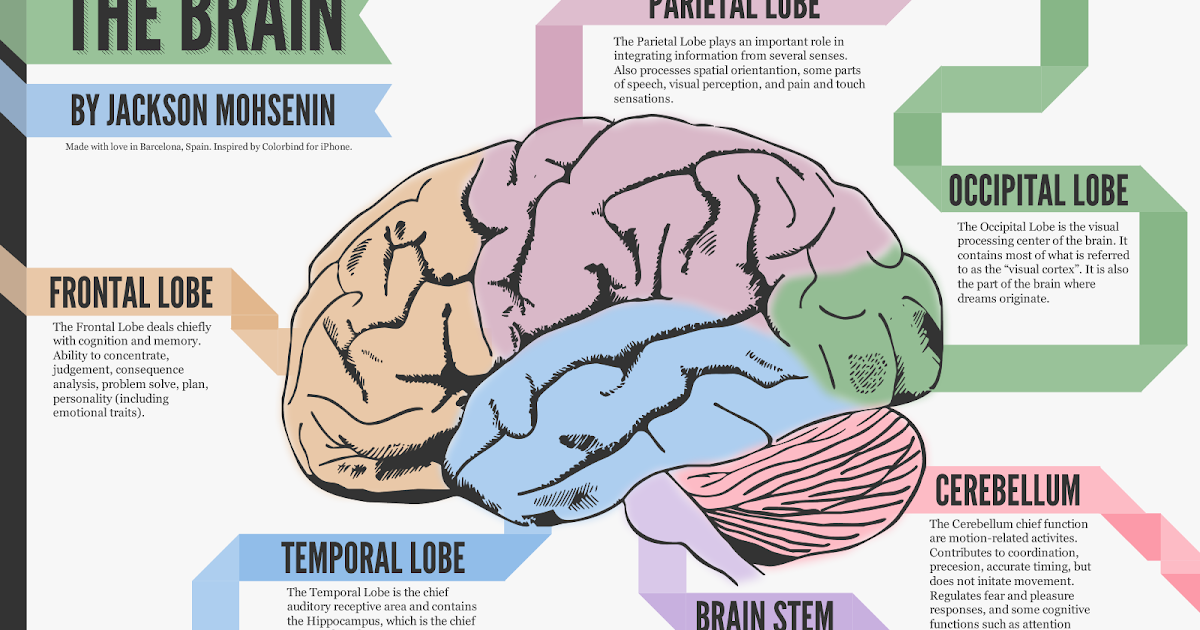 Brain Lobes ~ AP Psychology