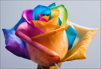 Rainbow Roses 4