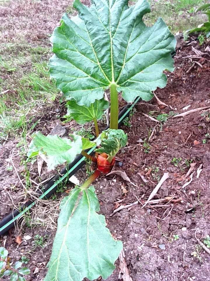BELLA K ROSE Rhubarb Harvest 2013