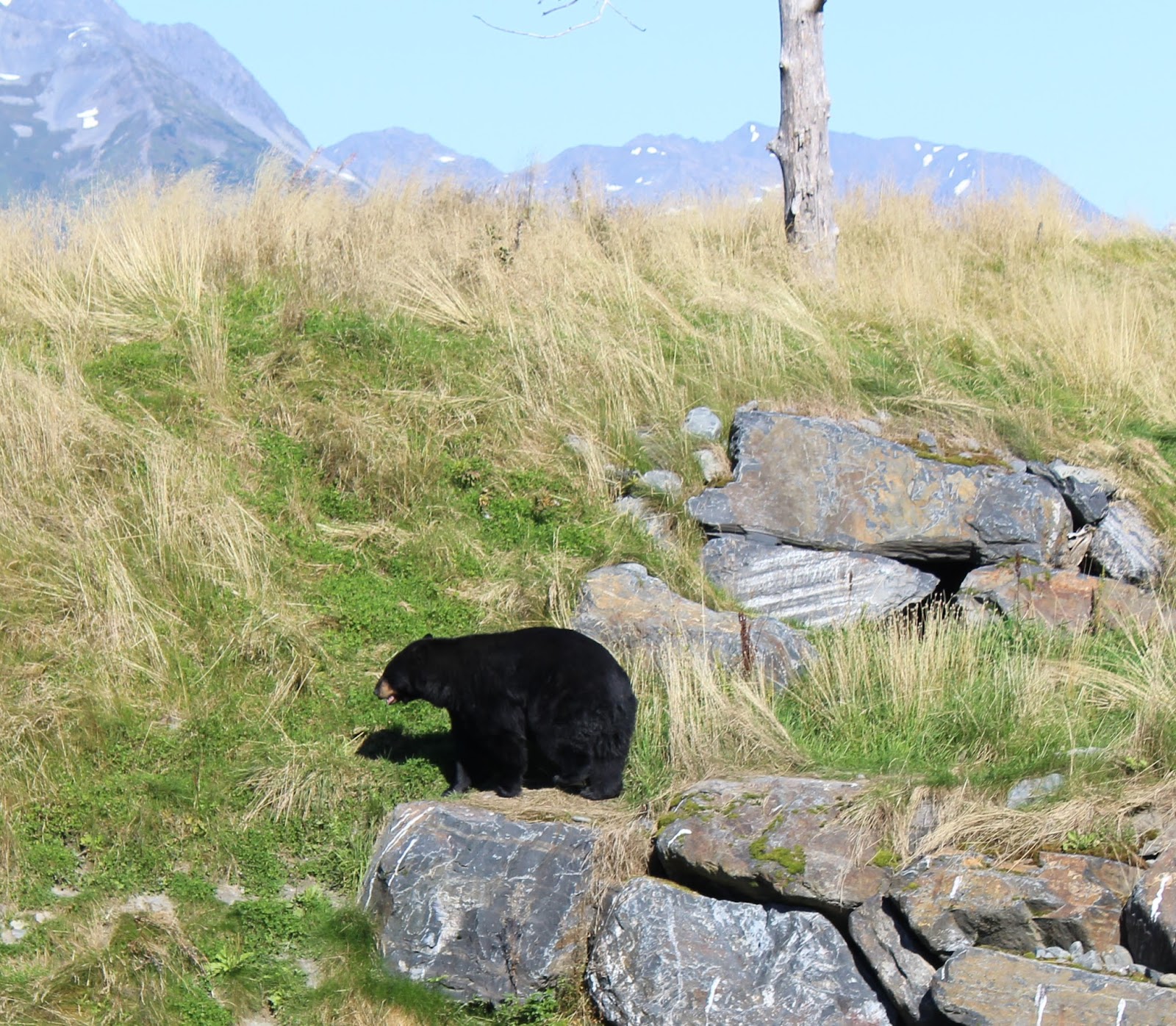 BornToRV.com: Alaska Wildlife Conservation Center