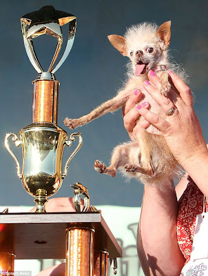 Yoda is Named World's Ugliest Dog Seen On www.coolpicturegallery.us