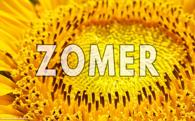 Close up foto van een zonnebloem met de tekst zomer