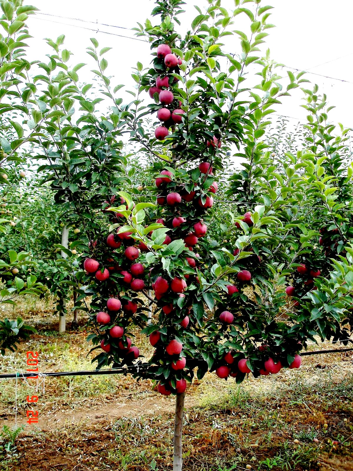 GALAJONAGOLDFUJİBRAEBURNGOLDEN DELİCİOUS PİNK LADY ELMA BAHÇESİ