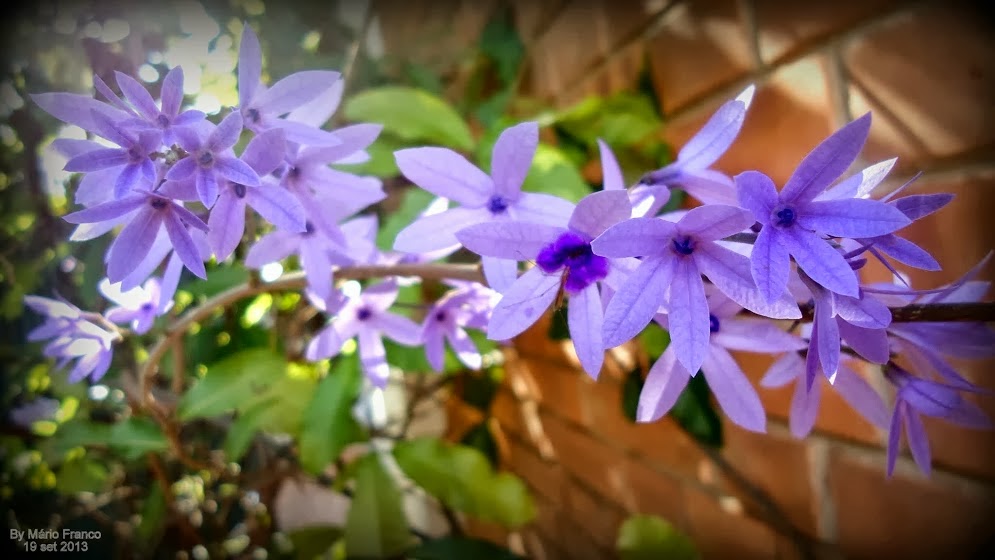 Meu Cantinho Verde: VIUVINHA, FLOR-DE-SÃO-MIGUEL - ( Petrea subserrata )