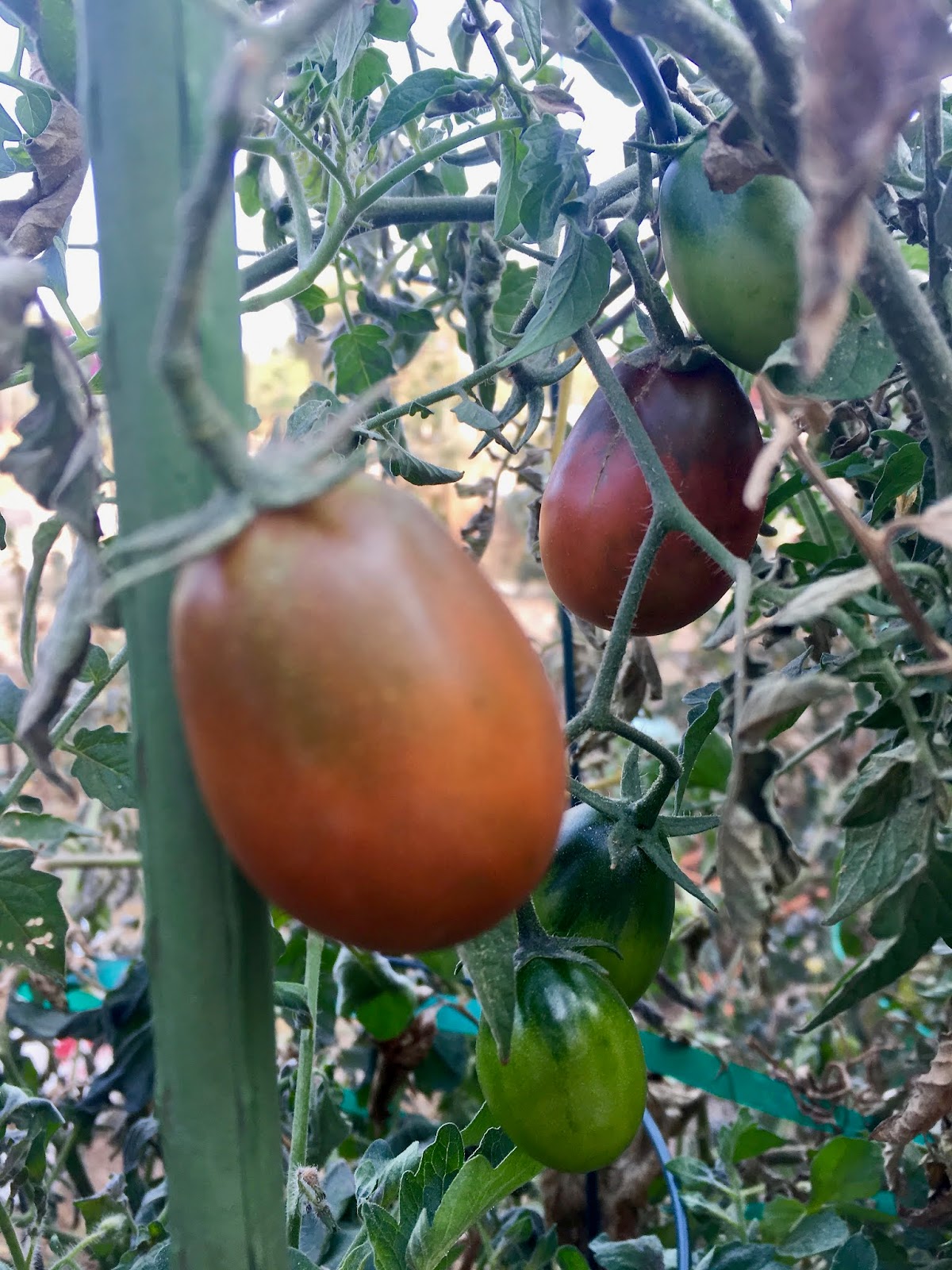 Why did that tomato plant come back to life? And other 2018 surprises