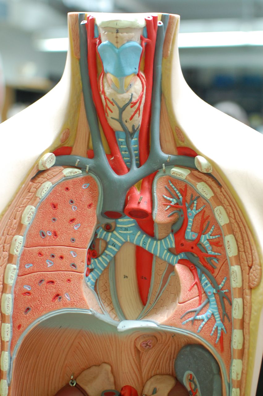 Human Anatomy Lab: The Respiratory System