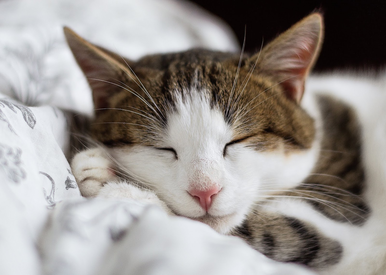 35 Trends For Cute Cat Images For Whatsapp Dp Lee Dii Cute romantic & love couple dps profile pictures for whatsapp & fb are very trending nowadays on social. cute cat images for whatsapp dp