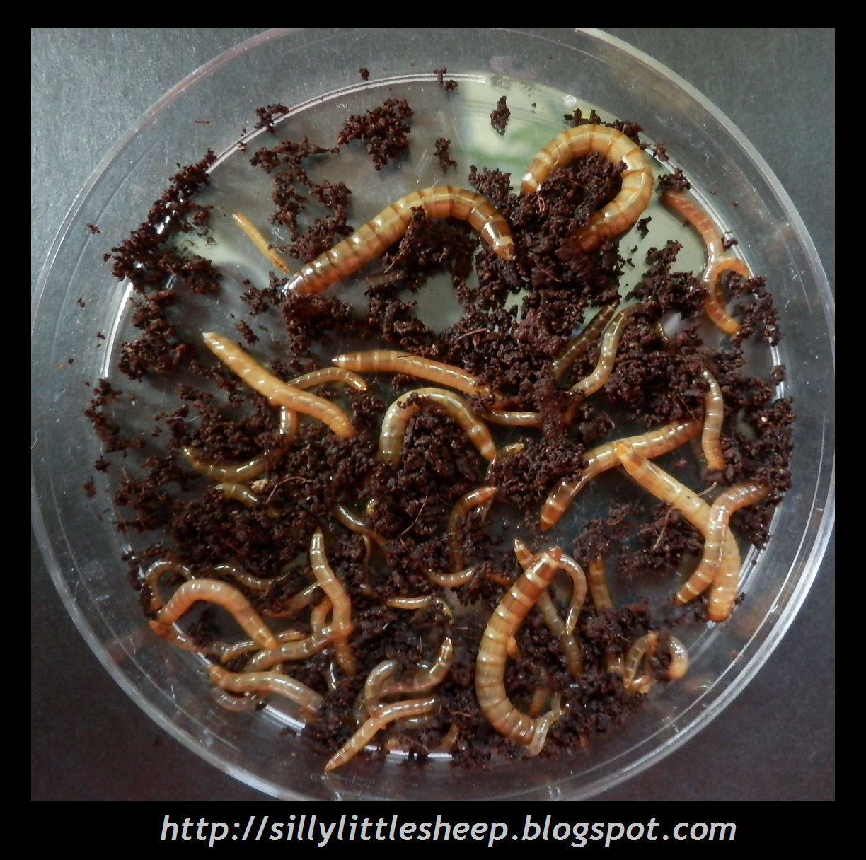 Silly Little Sheep s Blog New Beetle Babies
