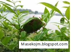 Cara Ternak Kroto Mudah Cara Ternak Kroto Mudah
