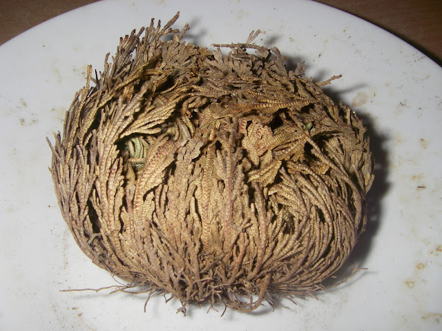 Το αυθεντικό Ρόδο της Ιεριχούς  