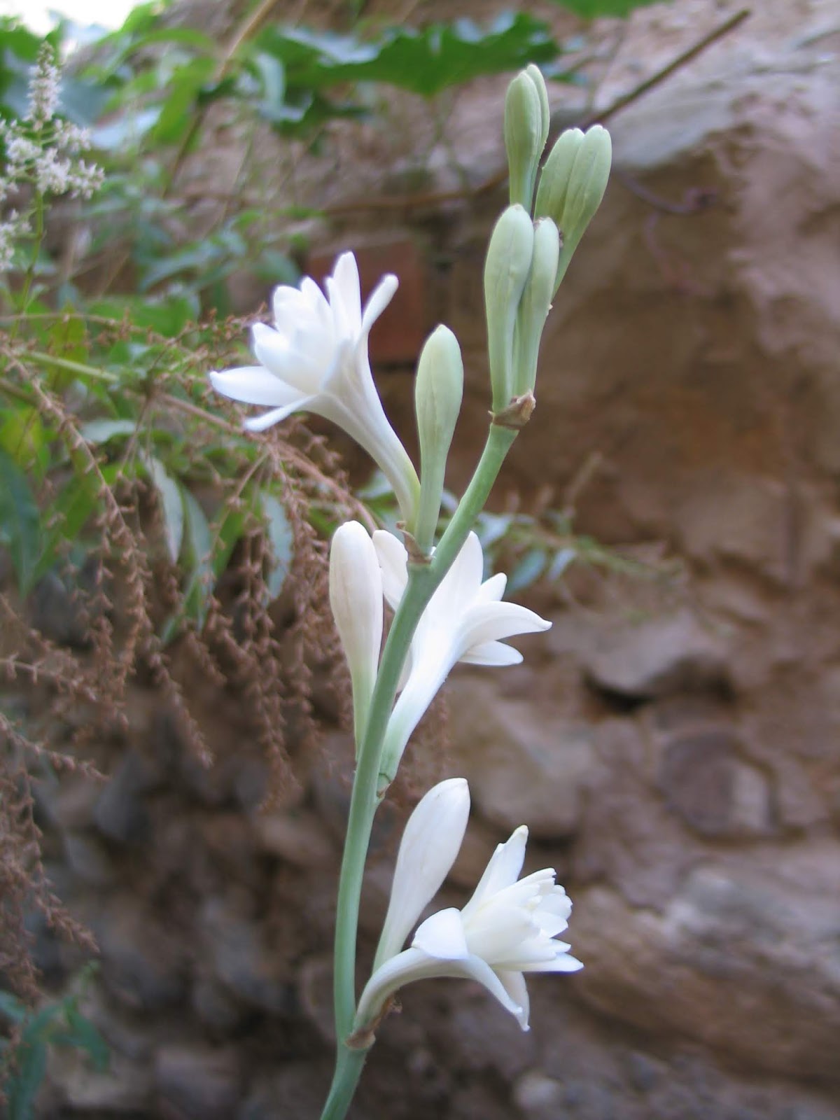 Latín y botánica Nardo