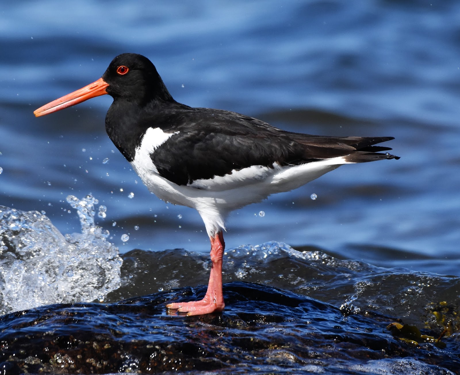 Andrew Robin photography. Oyster Catcher.