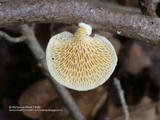 Polyporus alveolaris DSC142112