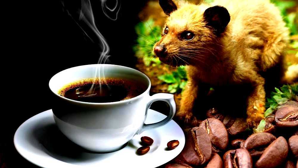 Kopi Luwak