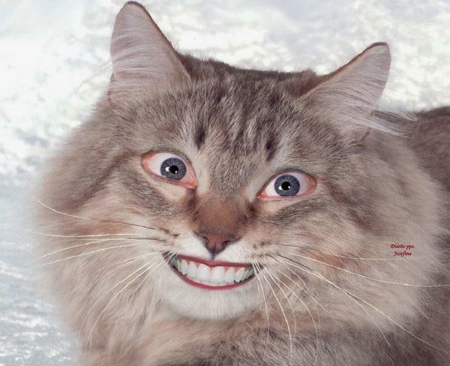 Довольная моська картинки