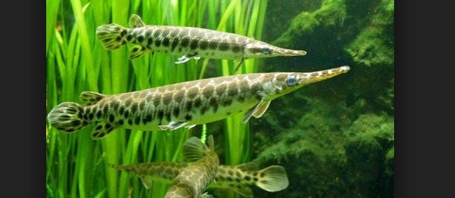Jenis Ikan Aligator Gar (Purba) serta Harganya