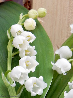 lily of the valley 