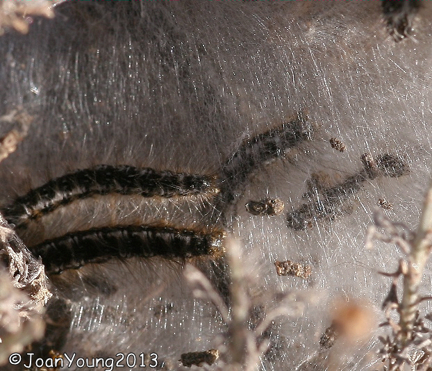 South African Photographs White Monkey Moth (Phiala incana) caterpillar