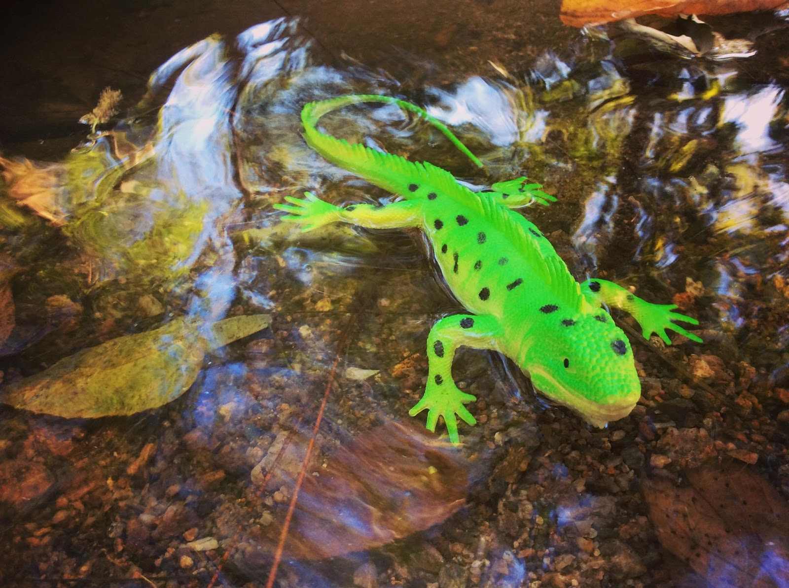 bearded-dragon-terrarium-petsmart-9.jpg bearded-dragon-terrarium-petsmart-9.jpg
