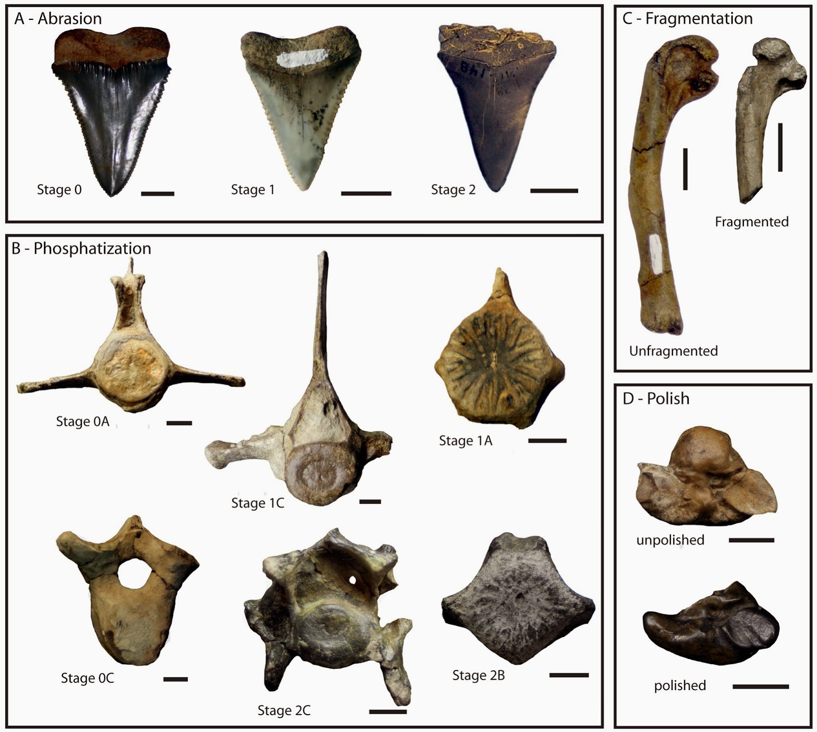 The Coastal Paleontologist: March 2014