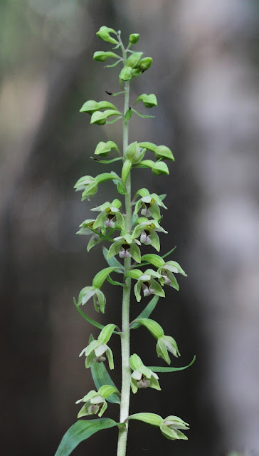 Dune Helleborine - North Wales